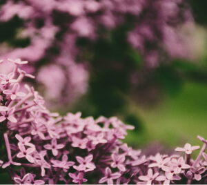 Purple Flowers