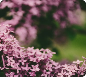 Purple Flowers