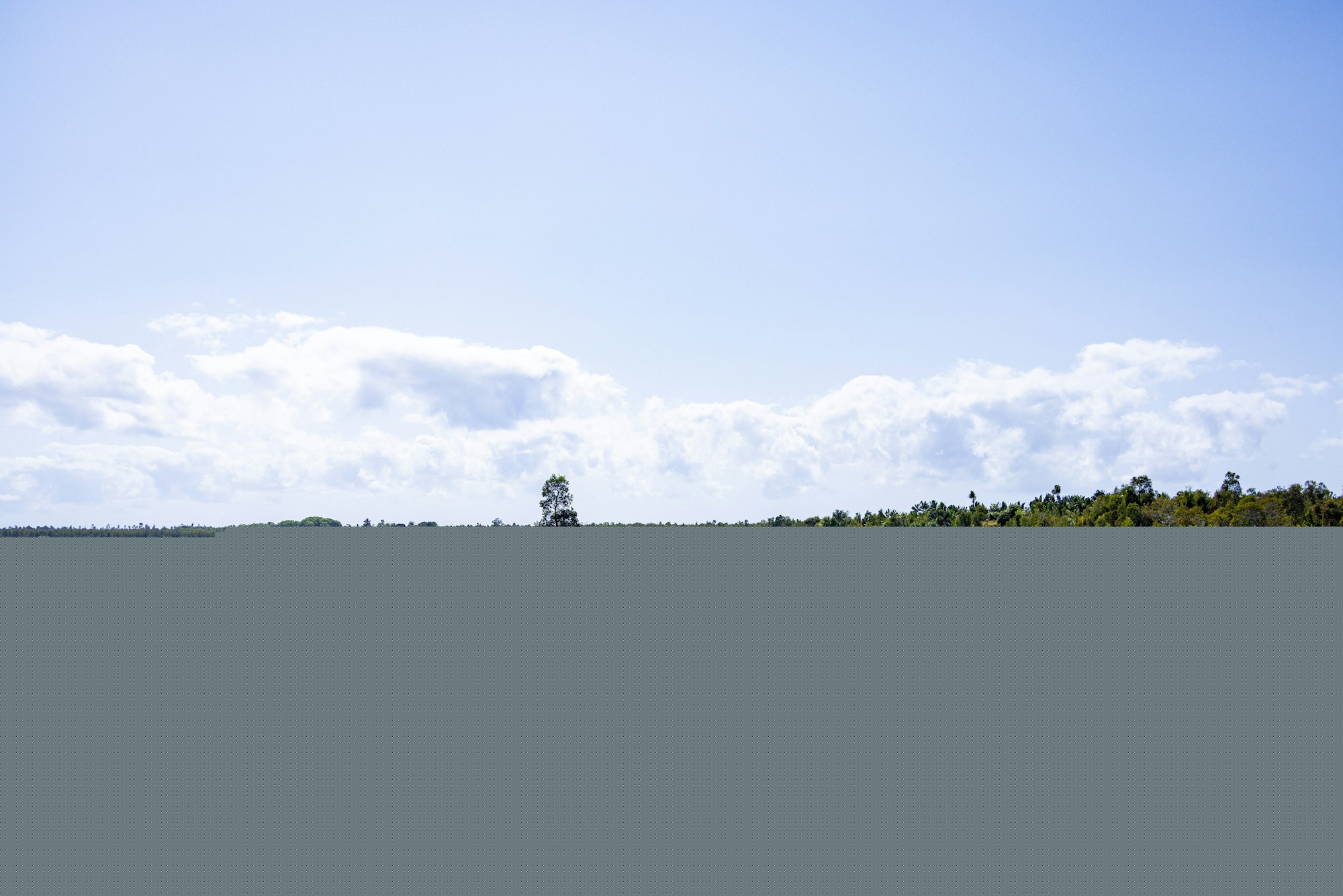 A large full-canopy tree stands alone in a green grassy field under a partly cloudy blue sky.