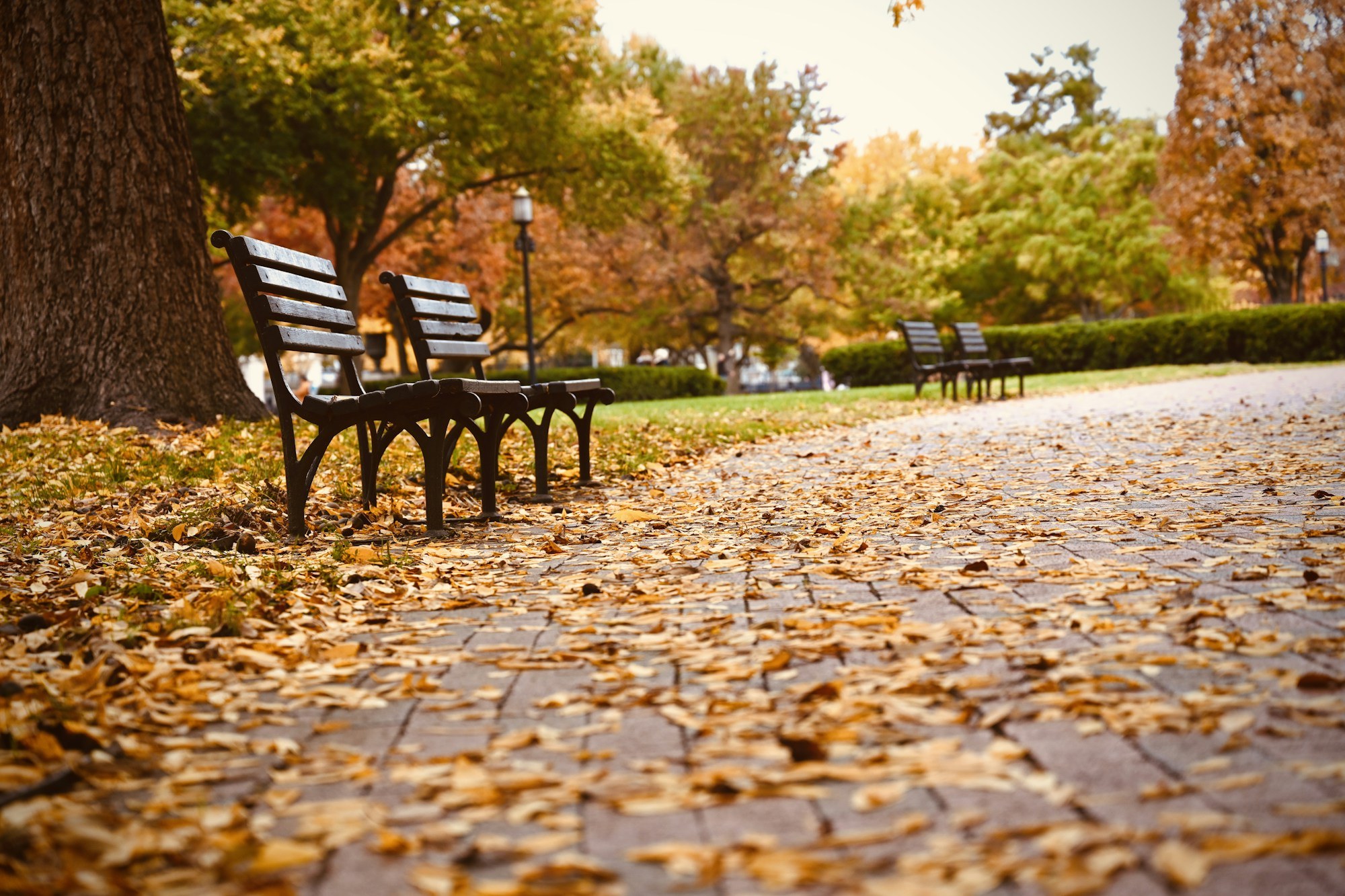 An ornate wrought-iron and wood double bench sits on leaf-covered ground beneath tall autumn trees.