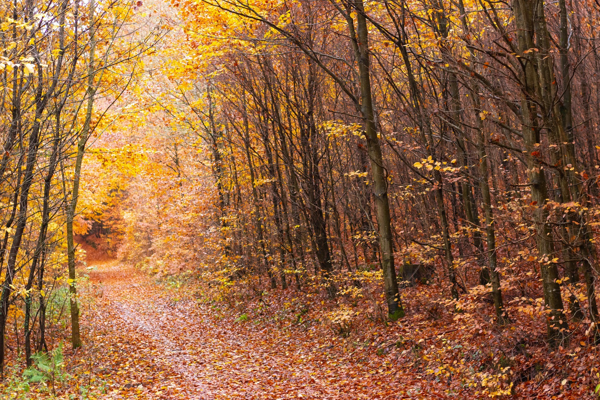 A quiet forest path covered with golden fallen leaves stretches between tall tree trunks.