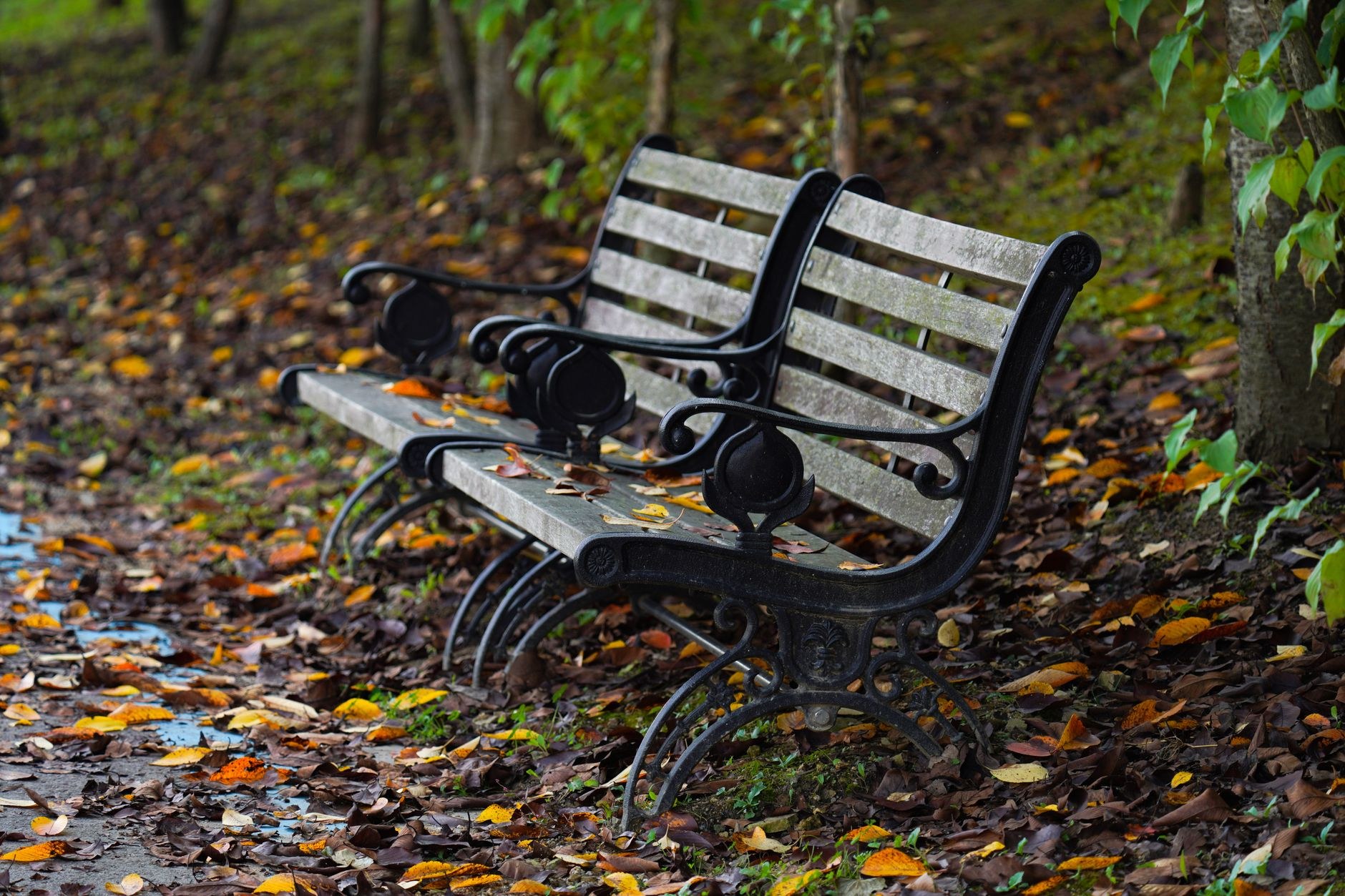 An empty ornate park bench sits on a brick path beside a grassy lawn in autumn.